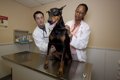 犬の健康診断、ワン…の画像