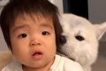 秋田犬に育てられた…の画像