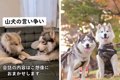 山犬の言い争い…？ハ…の画像