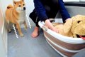 お風呂嫌いな犬の前…の画像