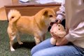 犬の目の前で『ぬい…の画像