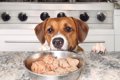 犬が大好きな『食べ…の画像