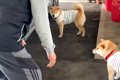 『家に犬を入れたい…の画像