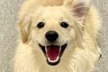 擬人化AIで『愛犬を…の画像