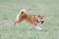 犬を満足させる『遊…の画像