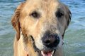 『海で泳ぐ犬』と『…の画像
