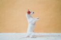犬に『二足歩行』を…の画像