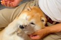 目薬が大嫌いな犬→パ…の画像