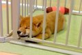 『豆柴の赤ちゃん』…の画像