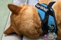 動物病院で先生を待…の画像