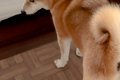 朝、家の中で『6歳の…の画像