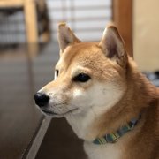ゴメス画像