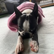 カブト画像