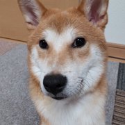 りくくん画像