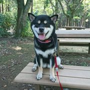 ナナ画像