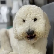 ティム画像