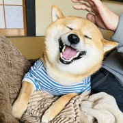 まめ助画像