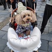 コロン🐕画像