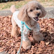 コロン🐕画像