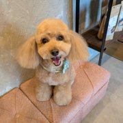 コロン🐕画像