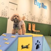 コロン🐕画像
