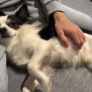 ピノ画像