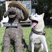 ハク画像