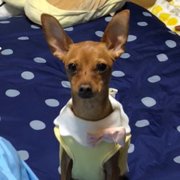 リッキー画像