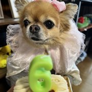 ぽぽ画像