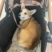 おいなり画像