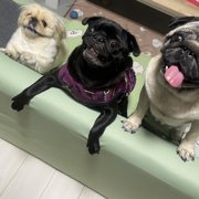 ペコ、ハル画像