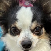ピノ画像