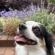 ピノ画像