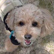 コロン🐕画像