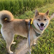 くま画像