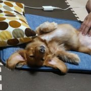 ナナ画像