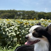 ピノ画像