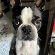カブト画像