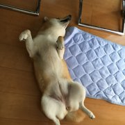ゆりこ画像