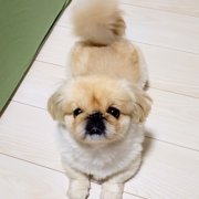 ネネ画像