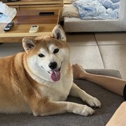 ふく画像