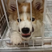 ミルクちゃん画像