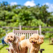 コロン🐶画像