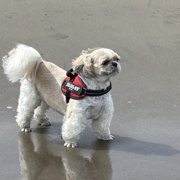 ひめ画像