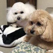 プチ画像