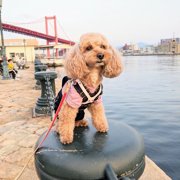 コロン🐶画像