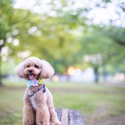 コロン🐕画像