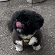 まめ画像
