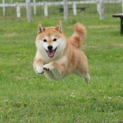 すみれ画像