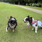 マヨ&ピノ画像
